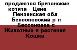 продаются британские котята › Цена ­ 1 000 - Пензенская обл., Бессоновский р-н, Бессоновка с. Животные и растения » Кошки   